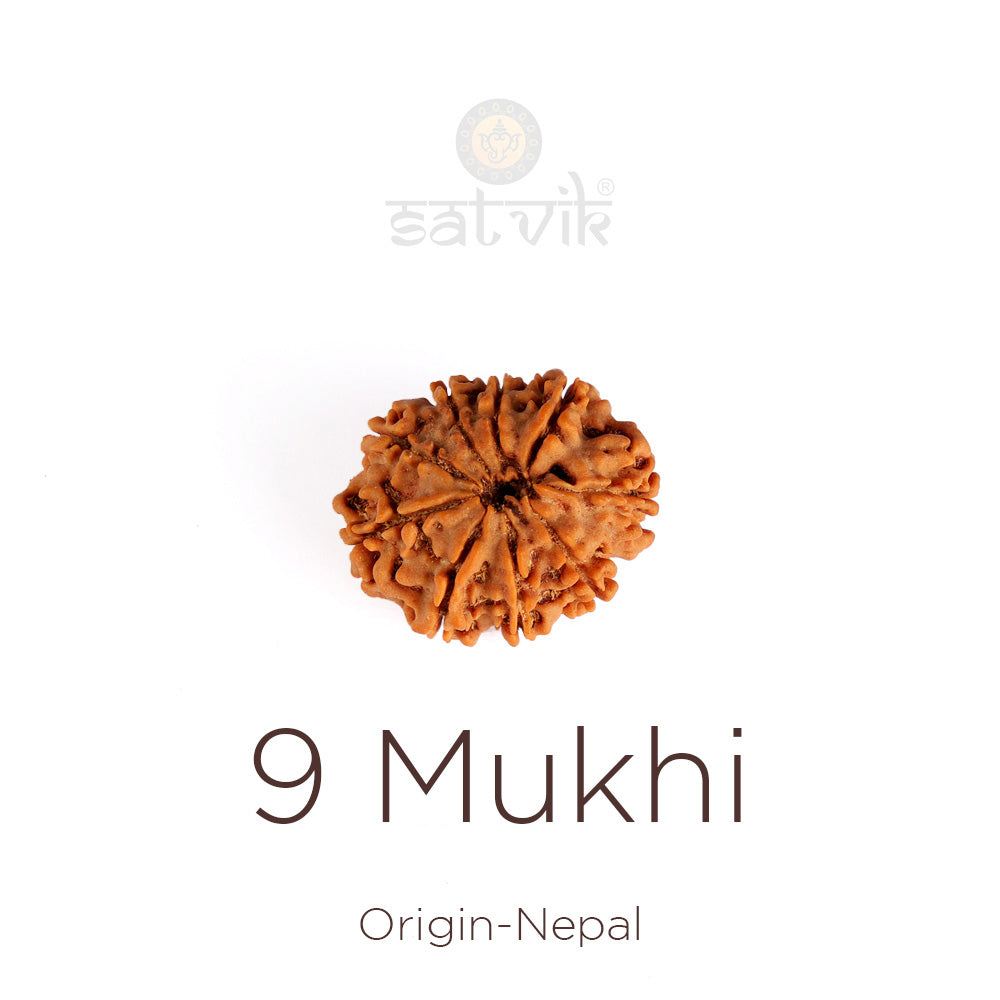 9 Mukhi Rudraksha (Regular) | satvikstore.in