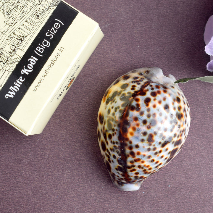 Big Size Kodi for Puja | Large Cowrie Shell for Pooja | Cowrie Shell for Spirituality | Cowrie for Prosperity | Sacred Cowrie for Rituals | Cowrie for Wealth | Puja Cowrie Shell | Cowrie Shell for Success | Large Cowrie for Worship | Cowrie for Protection | Spiritual Cowrie for Pooja | Cowrie Shell for Financial Growth | Cowrie Shell for Blessings | Sacred Cowrie for Rituals | Pooja Cowrie Shell