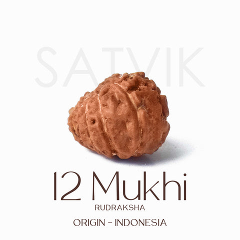 Certified 12 Mukhi Rudraksha bead in brown color from Indo origin placed on red cloth for solar energy, leadership, and spiritual authority. India’s Largest Pooja Accessories Brand - www.satvikstore.in