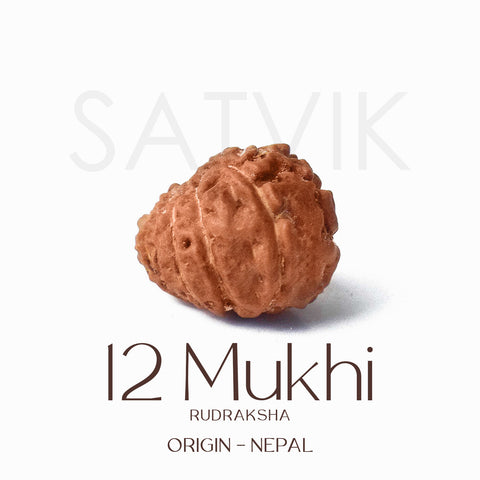 Certified 12 Mukhi Rudraksha bead in brown color from Indo origin placed on red cloth for solar energy, leadership, and spiritual authority. India’s Largest Pooja Accessories Brand - www.satvikstore.in