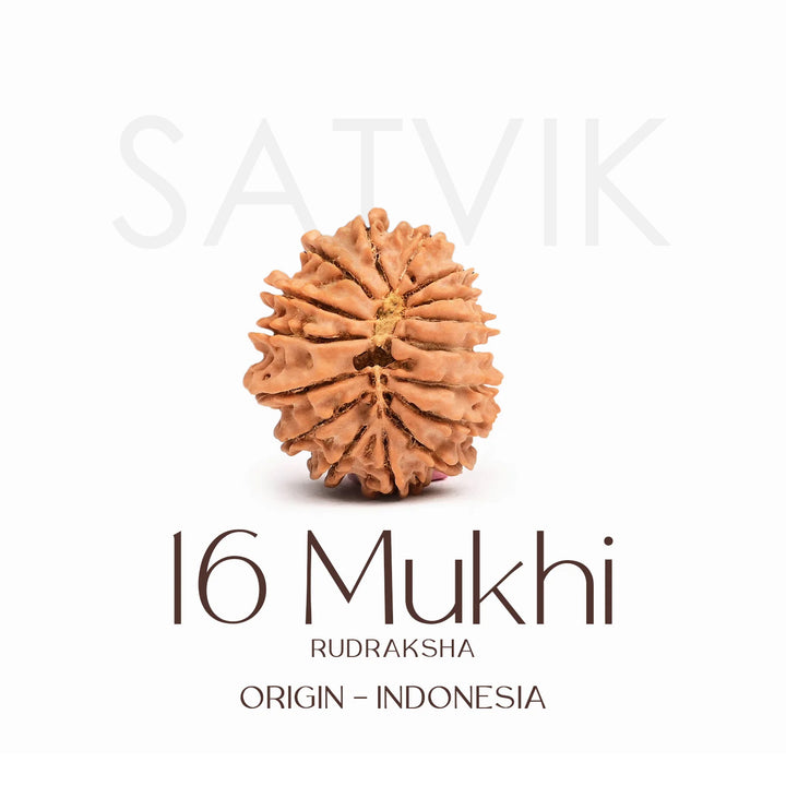 Certified 16 Mukhi Rudraksha Bead – Indonesia origin sacred bead representing Lord Ram, known for protection, truth, victory, and removal of fear and negativity. India’s Largest Brass Idols Brand - www.satvikstore.in