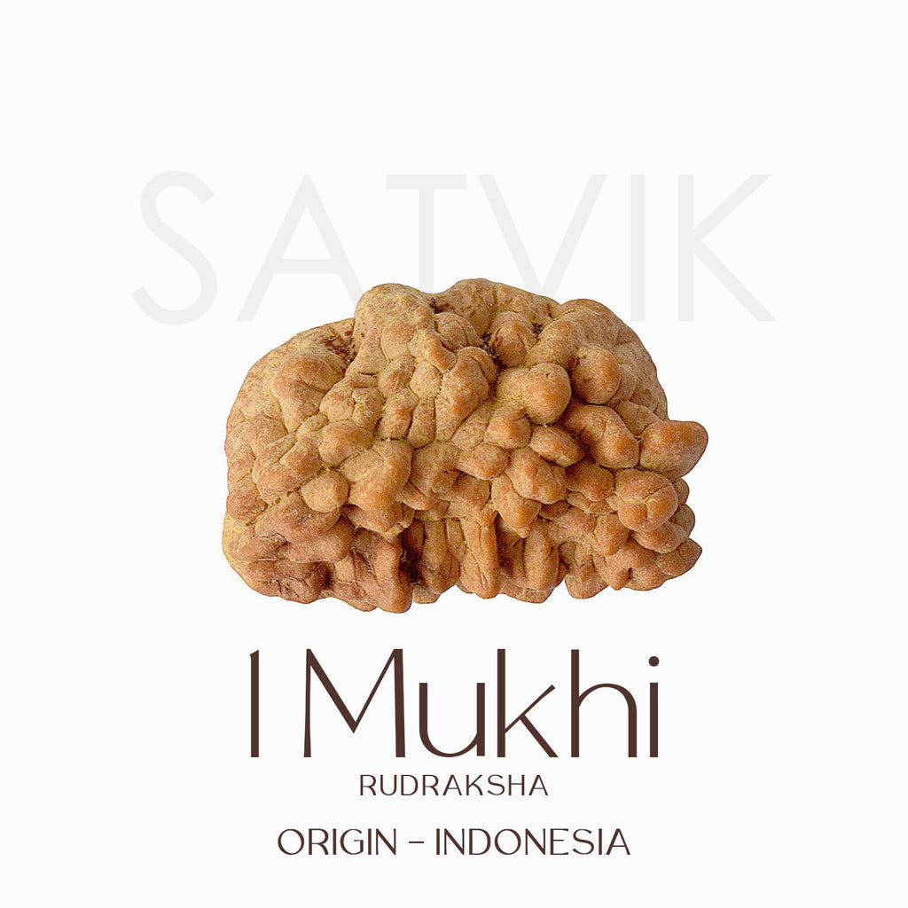 Original Certified One Mukhi Rudraksha bead in brown color placed on a red cloth for spiritual and meditative use. India’s Largest Pooja Accessories Brand - www.satvikstore.in