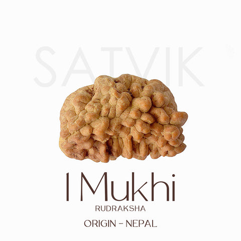Original Certified One Mukhi Rudraksha bead in brown color placed on a red cloth for spiritual and meditative use. India’s Largest Pooja Accessories Brand - www.satvikstore.in