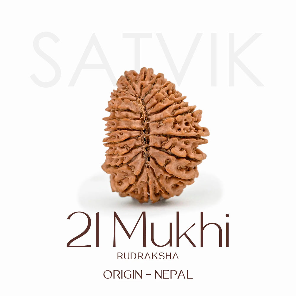 Certified 21 Mukhi Rudraksha Bead – Nepali origin sacred bead representing Lord Kuber, known for attracting immense wealth, success, and divine blessings. India’s Largest Brass Idols Brand - www.satvikstore.in