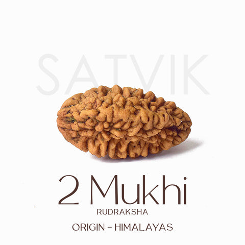 Certified 2 Mukhi Natural Rudraksha Bead (Himalaya)
