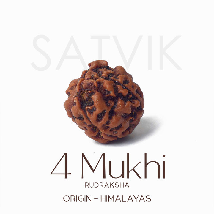 Certified 4 Mukhi natural brown Rudraksha bead placed on red cloth, representing wisdom, speech clarity, and blessings of Lord Brahma. India’s Largest Pooja Accessories Brand - www.satvikstore.in
