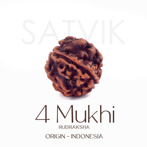 Certified 4 Mukhi Natural Rudraksha Bead (Indonesia)