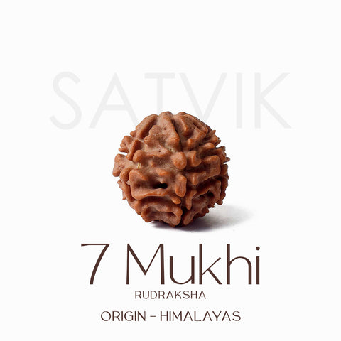 Certified 7 Mukhi Natural Rudraksha Bead (Himalaya)