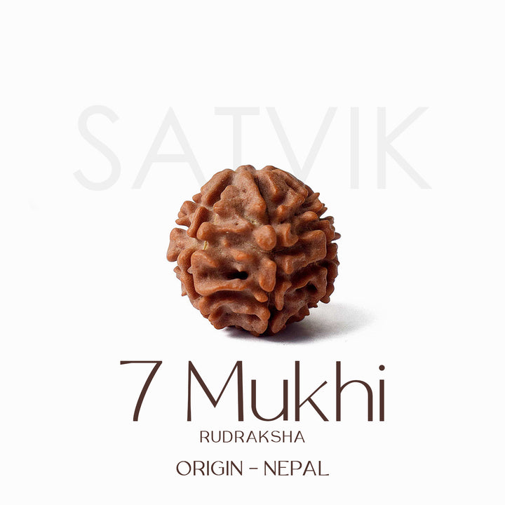 Certified 7 Mukhi natural brown Rudraksha bead placed on red background for attracting wealth, healing Saturn dosha, and spiritual prosperity. India’s Largest Pooja Accessories Brand - www.satvikstore.in