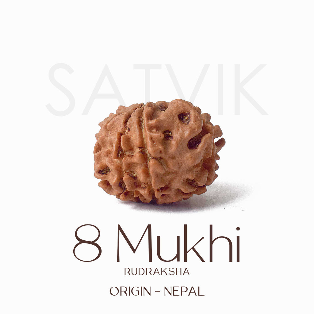 Certified 8 Mukhi Rudraksha bead in natural brown color from Indo origin placed on red cloth for success, clarity, and spiritual protection. India’s Largest Pooja Accessories Brand - www.satvikstore.in