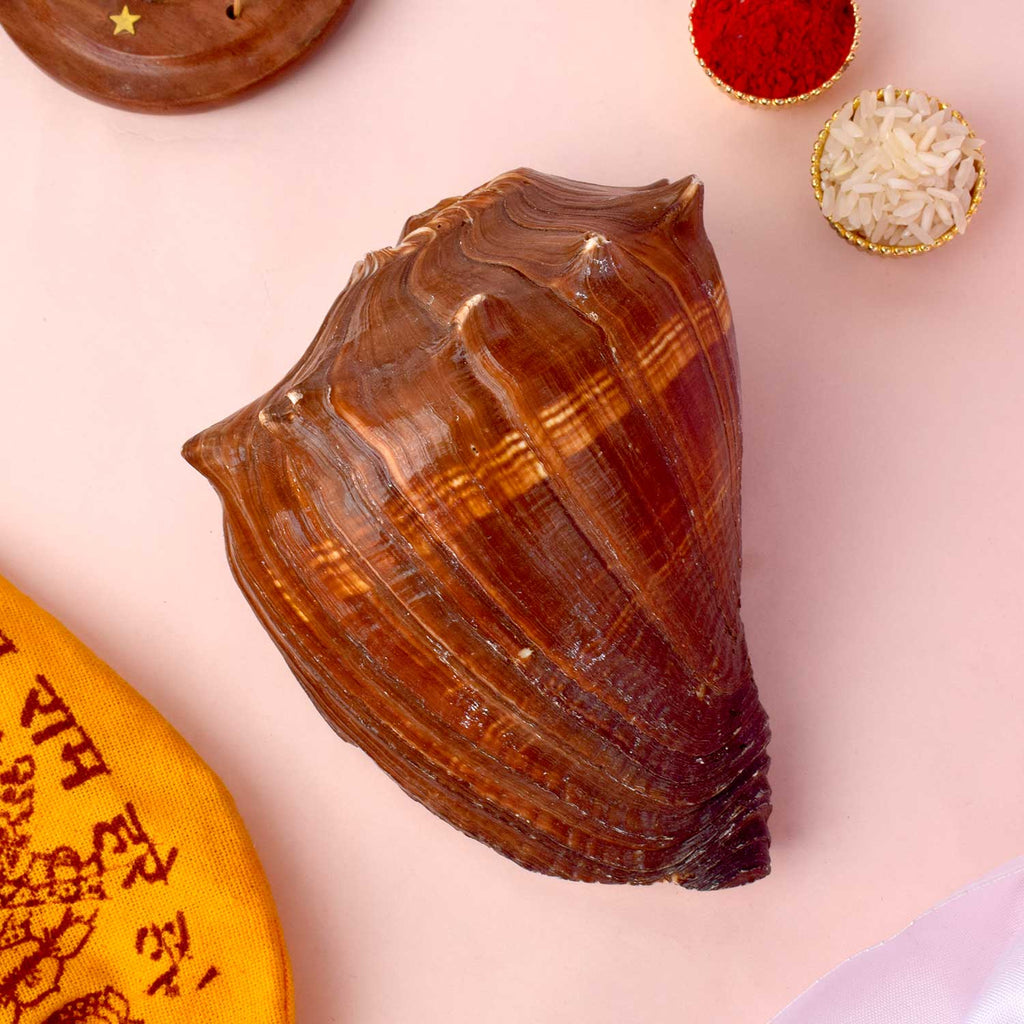 Natural 100% Original Brown Dakshnavarti Shankh for Pooja, Wealth, and Vastu Remedies. India’s Largest Pooja Accessories Brand - www.satvikstore.in