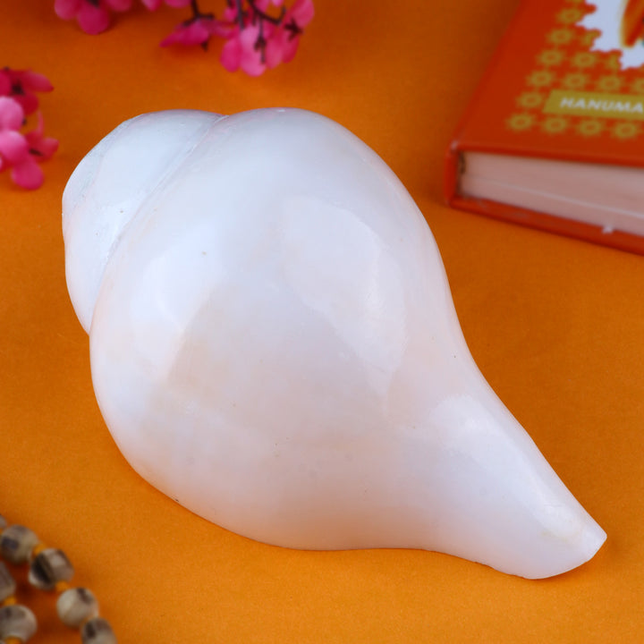 Vamavarti Shankha (Conch Shell), a naturally formed left-handed blowing conch used in pooja rituals, temple ceremonies, and spiritual practices for auspicious vibrations. 
India’s Largest Pooja Accessories Brand – www.satvikstore.in 